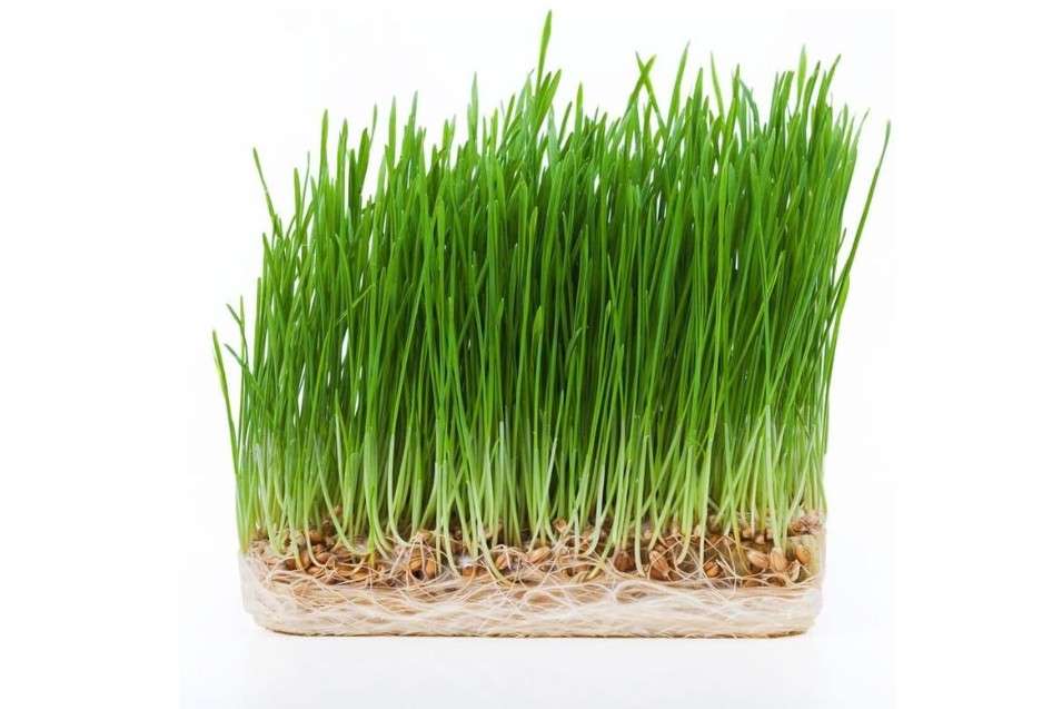 Todd's Seeds - Bundled Wheatgrass Seeds, 1Lb & Chemical Free Alfalfa Sprouting Seeds, 1Lb, Total of 2 Lbs
