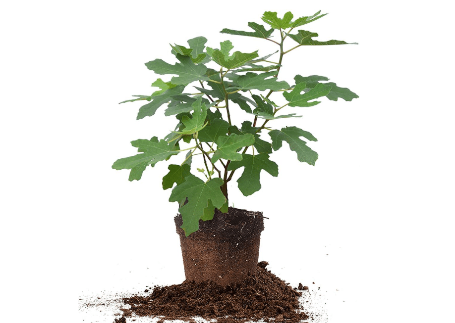 Chicago Hardy 1 Gallon