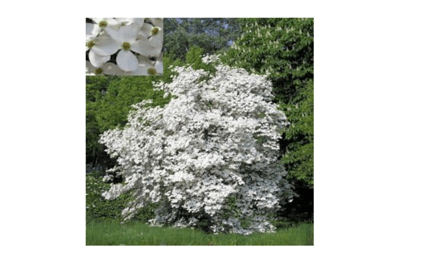 FLOWERING DOGWOOD CORNUS FLORIDA 10 seeds by Tropical Oasis