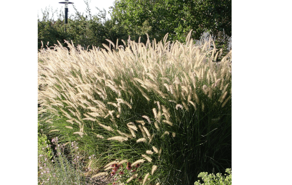 Outsidepride Pennisetum Alopecuroides Fountain Ornamental Grass Seeds - 200 Pcs Perennial, Drought Tolerant Fountain Grass with Bottle-Brush Plumes