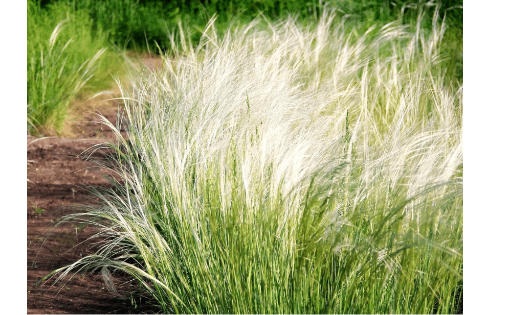 
Greenwood Nursery: Live Ornamental Grasses - Mexican Feather Grass + Nassella Tenuissima - [Qty: 2X Pint Pots] - (Click for Other Available