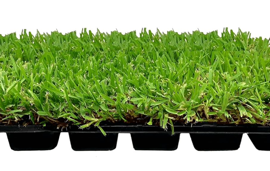 
St. Augustine Palmetto | 3 Live Extra Large Grass Plugs | Drought, Salt & Shade Tolerant Turf Sod