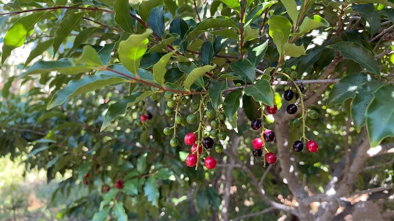 
 “Coffee berry tree with glossy leaves and ripening berries in a natural garden setting.”
