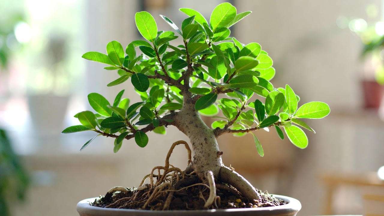 Close-up of a healthy fig bonsai tree with glossy leaves and aerial roots in a ceramic pot, set against a softly lit indoor background.