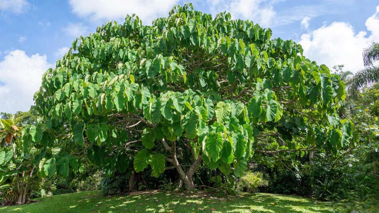 Mature elephant ear tree with a broad green canopy in a tropical garden under sunlight. 