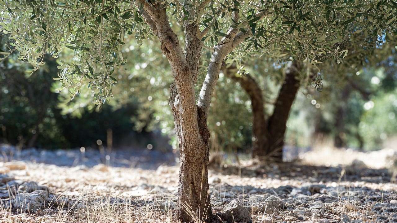 “Mature wild olive tree growing in a sunny Mediterranean landscape.” 