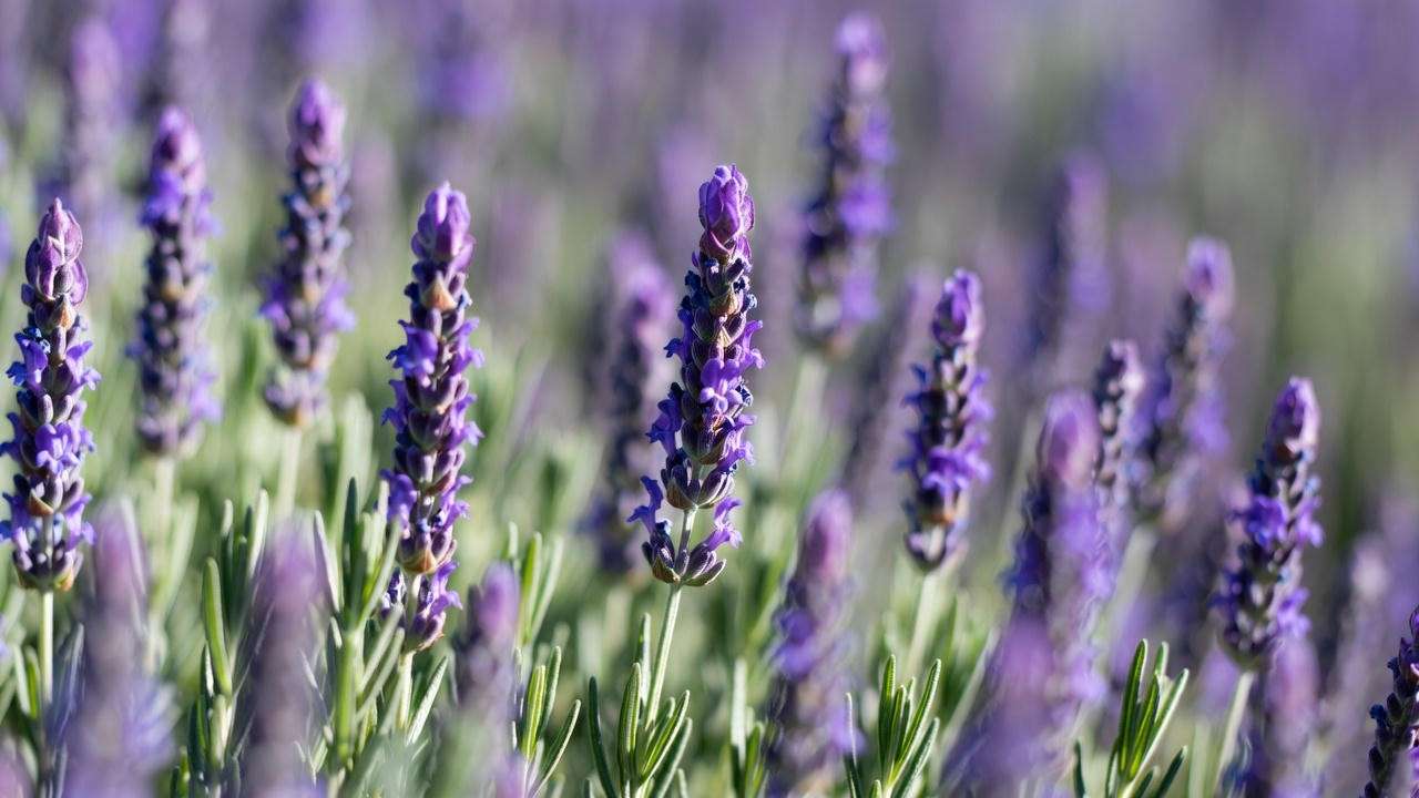 Close-up of blooming lavender with purple flower spikes and silvery-green foliage in a sunny garden setting.