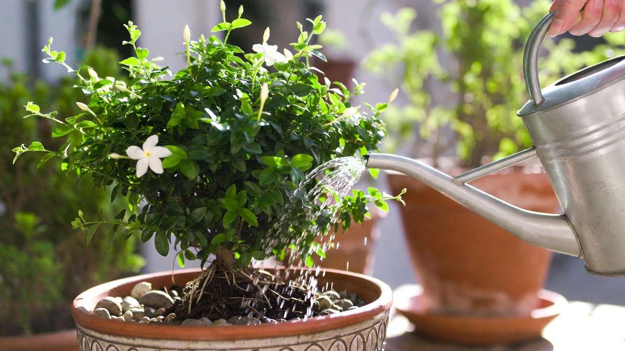 Watering a potted Grand Duke Jasmine plant on a patio, showing moist soil and lush foliage for optimal plant care.