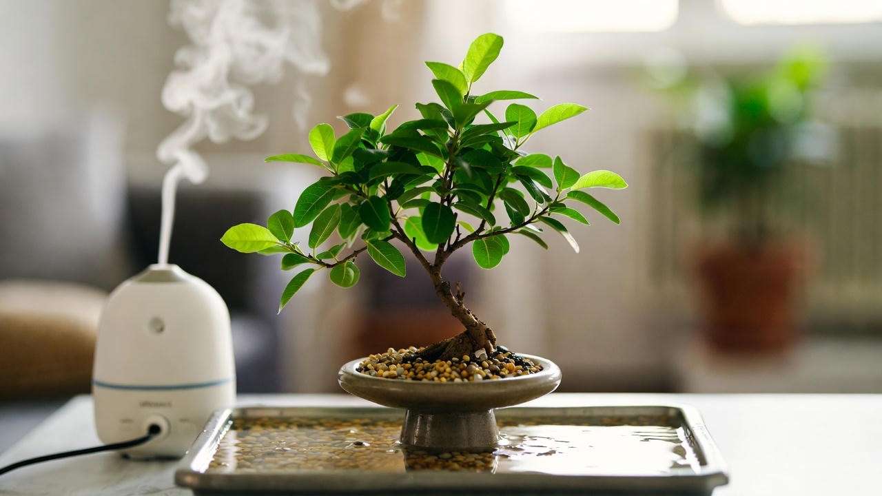 Fig bonsai tree on a humidity tray with pebbles and water, in a cozy indoor space with a humidifier in the background.
