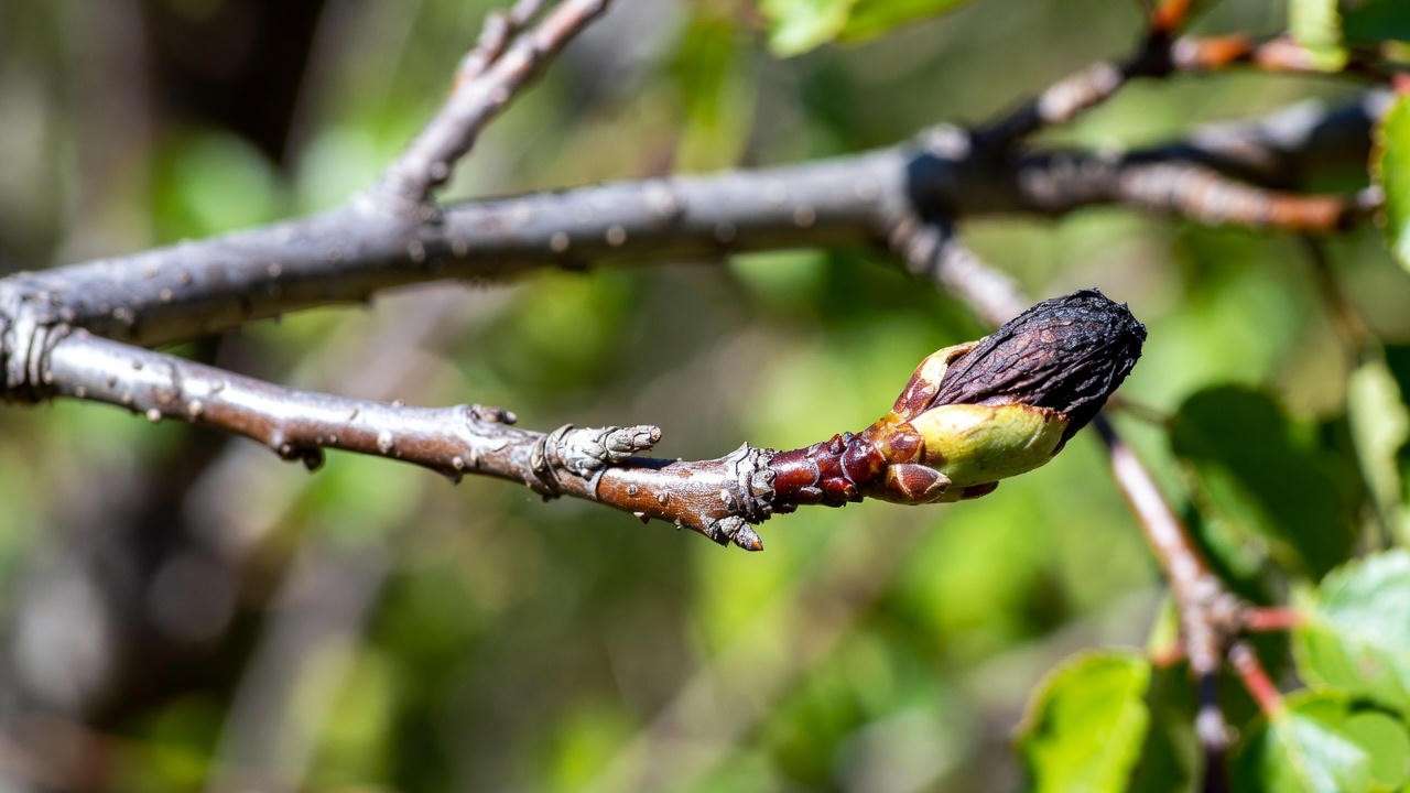 The classic 'shepherd's crook' sign of Fire Blight disease, showing a blackened and curled branch tip on an ornamental pear tree. 