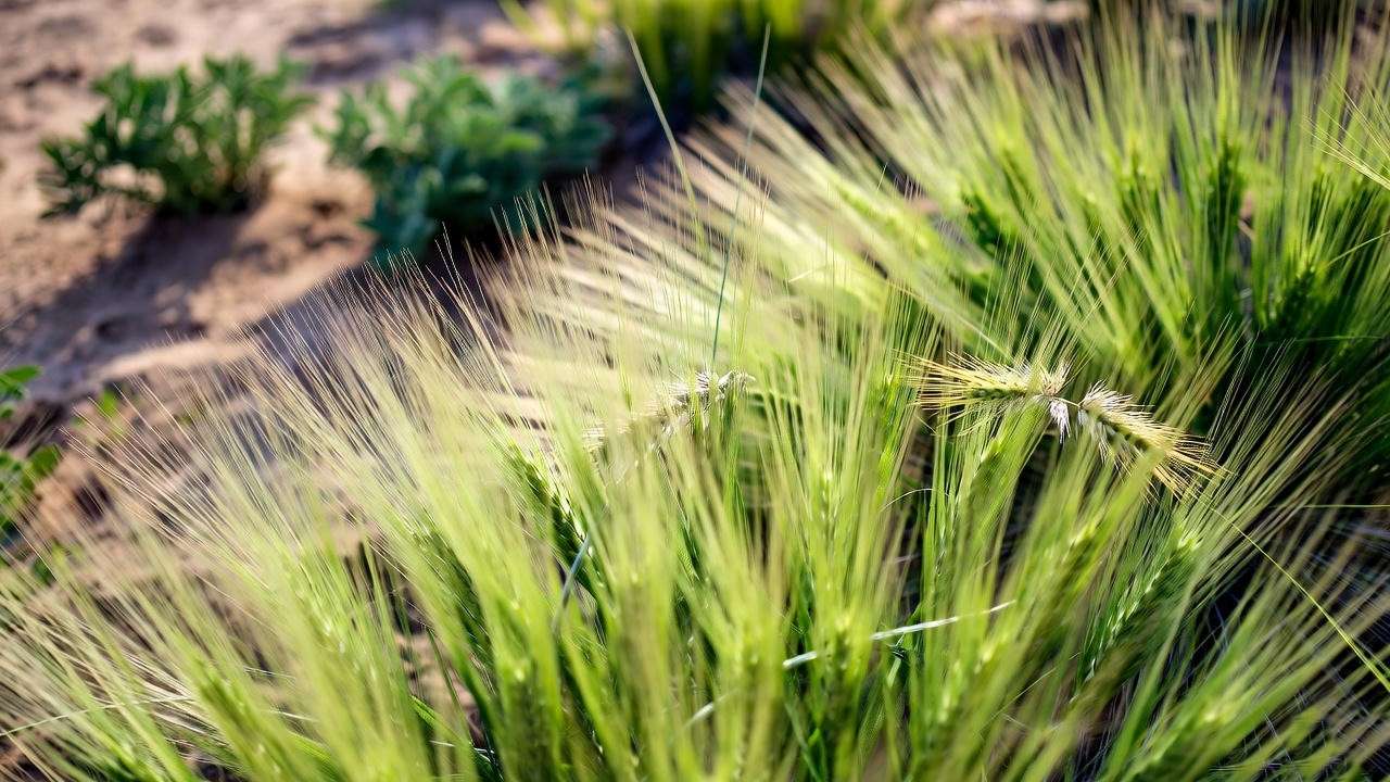 Close-up of buffalo grass, a low-maintenance native grass plant, in a sunny prairie with fine green blades and natural texture.
