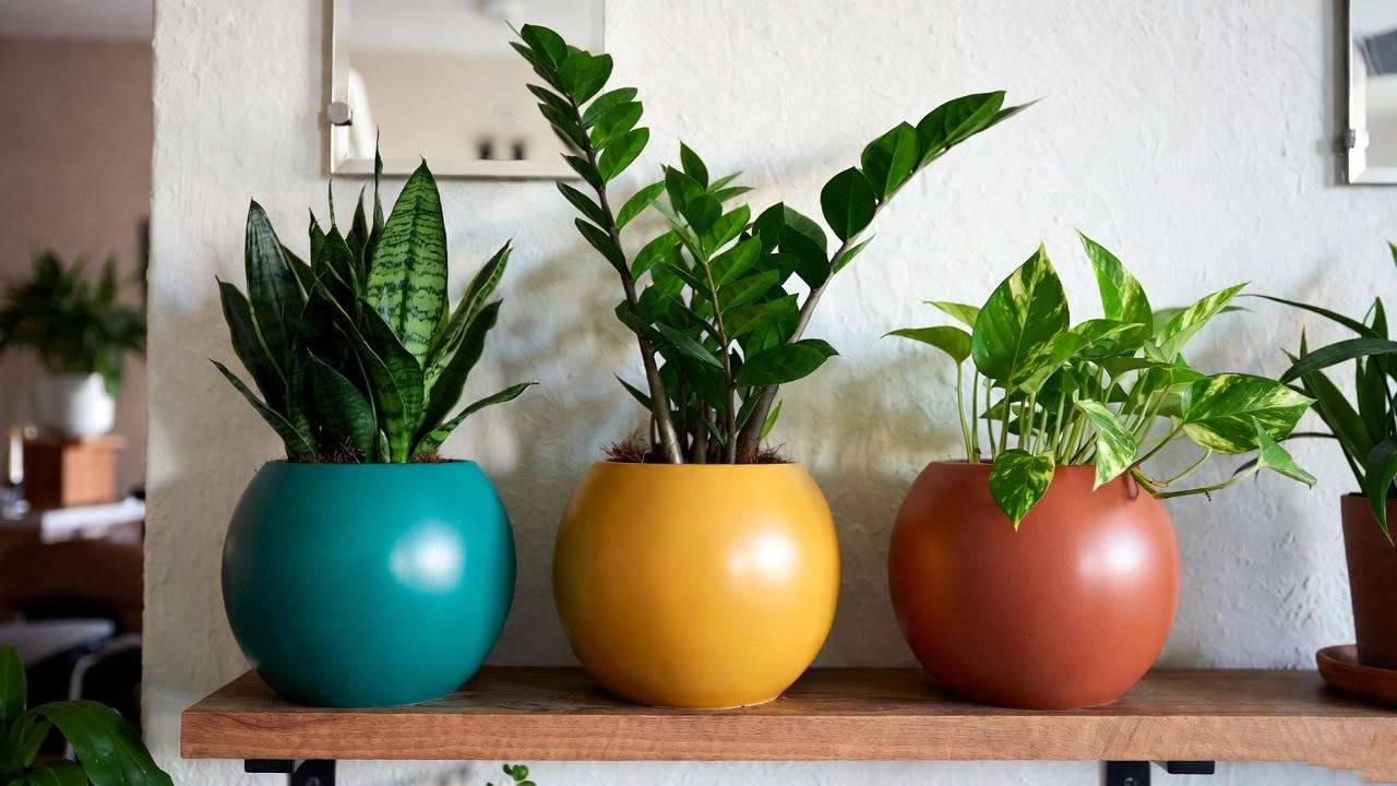 Colorful ceramic globe planter cluster with snake plant, zz plant, and pothos on a wooden shelf in a modern living room. 