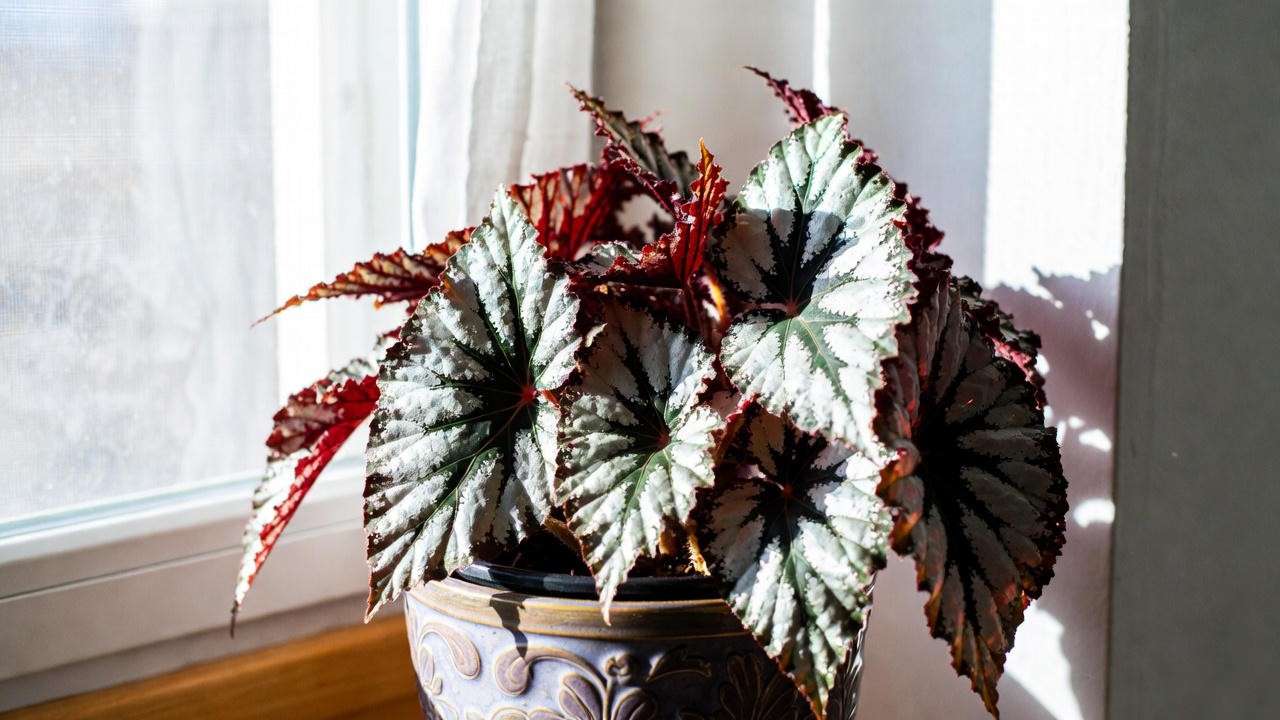 Rex begonia in a pot near a window with bright, indirect light, showcasing optimal lighting for healthy foliage.