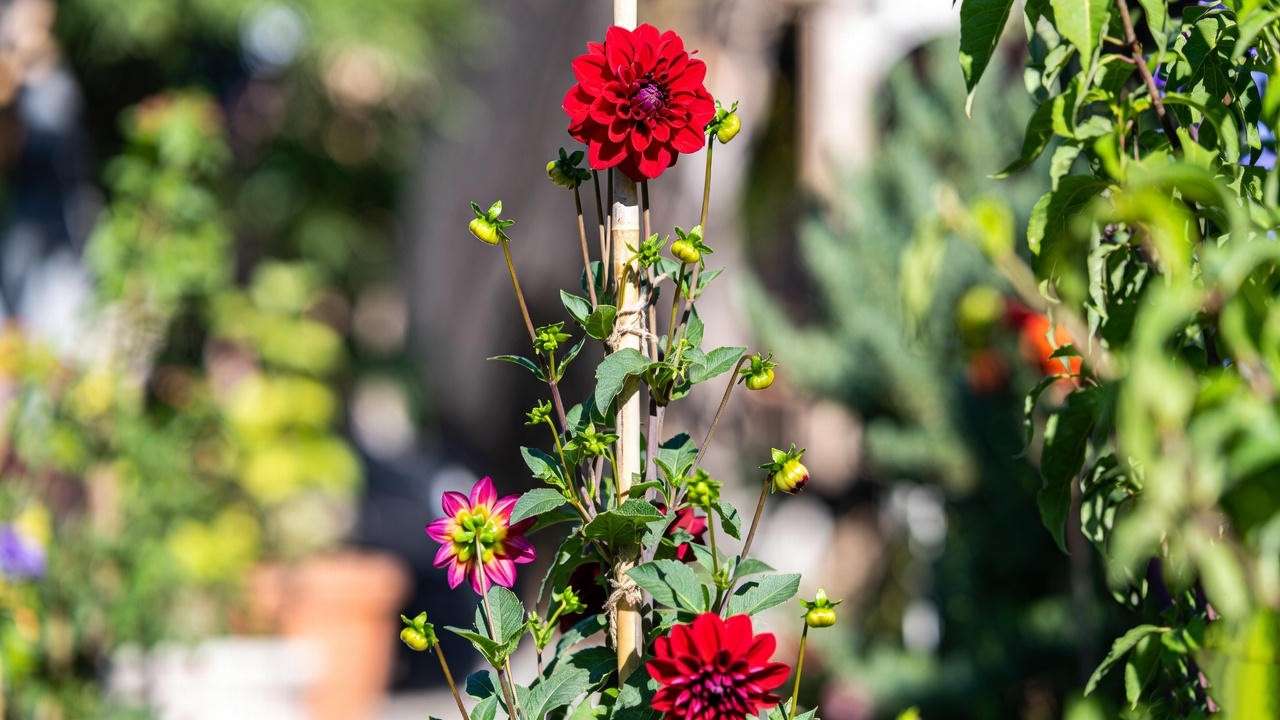 Red dahlia plant supported by a bamboo stake in a sunny garden, ensuring sturdy growth and vibrant blooms.
