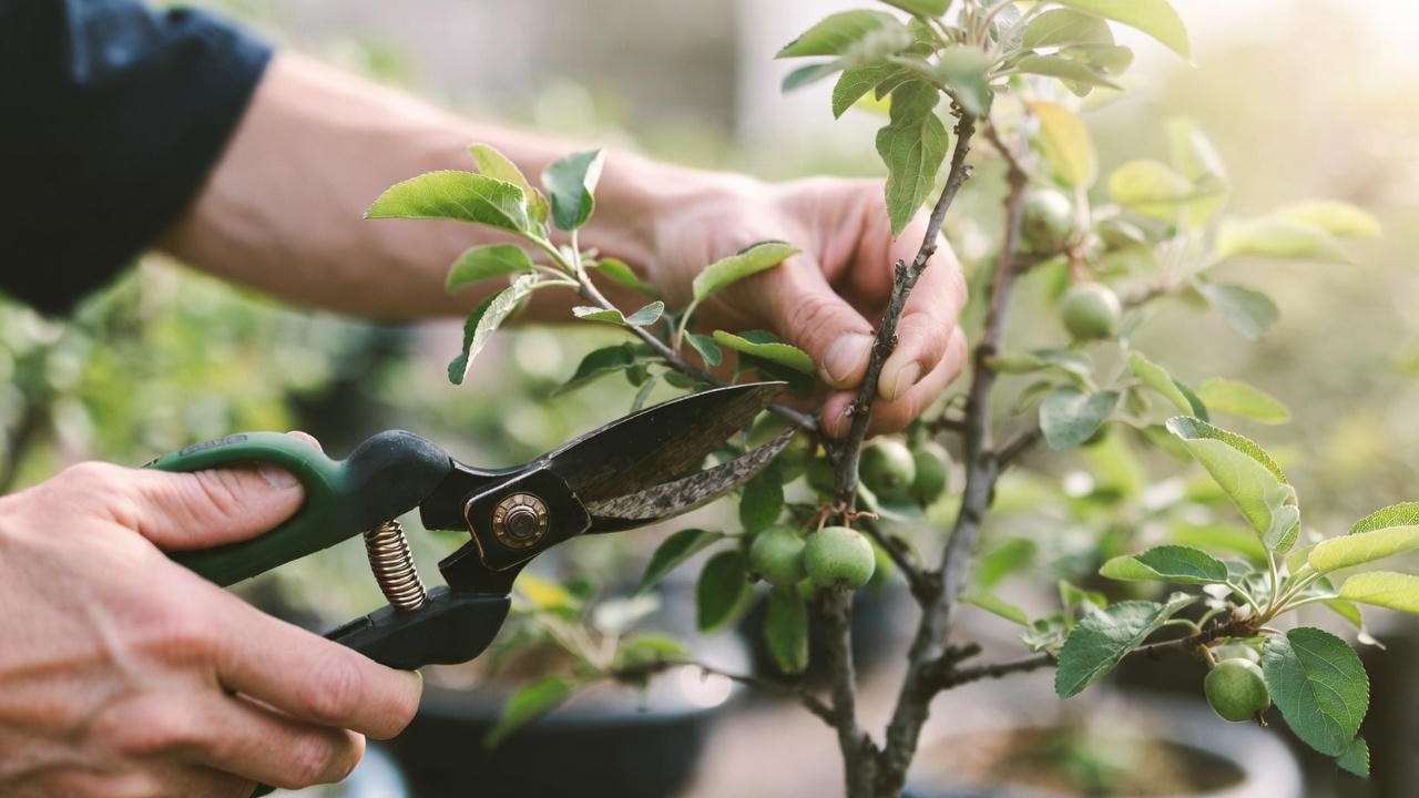 Close-up of hands pruning a dwarf apple bonsai fruit tree with shears in a garden setting.