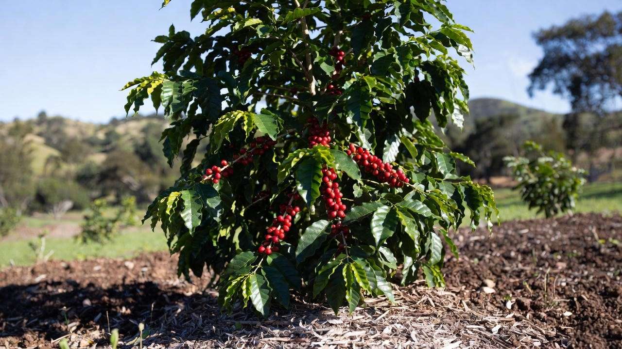 Coffee berry tree growing in well-drained soil under partial sunlight.”
