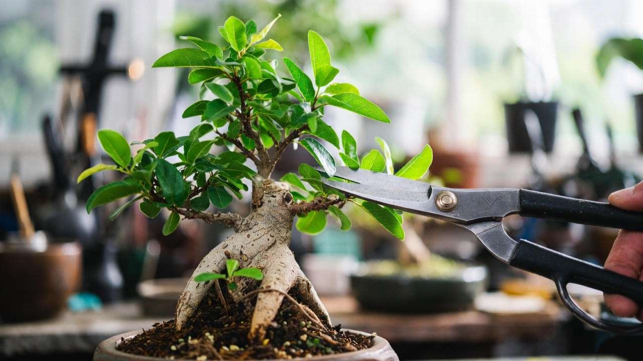 Fig bonsai tree being pruned with bonsai shears, cutting a branch in a well-lit indoor workspace with a ceramic pot.