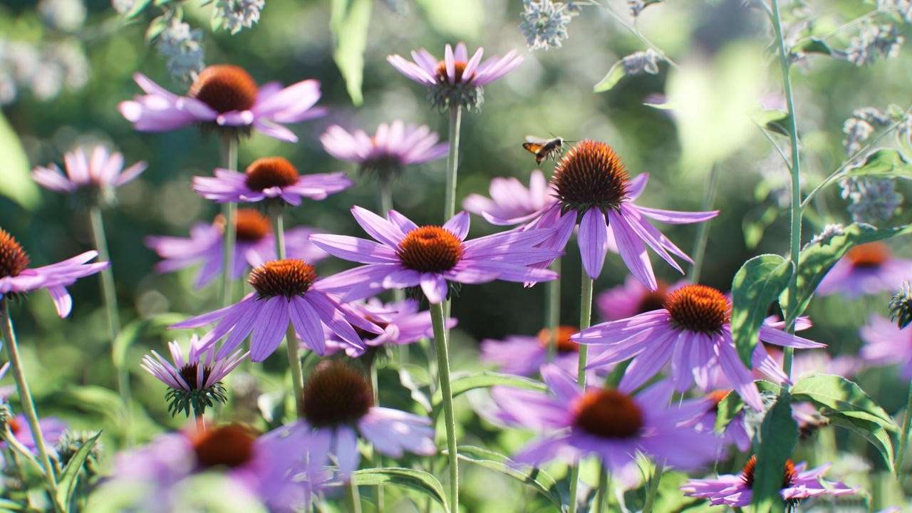 Purple coneflowers with butterflies and bees in a sunny garden, showcasing their pollinator-attracting qualities.