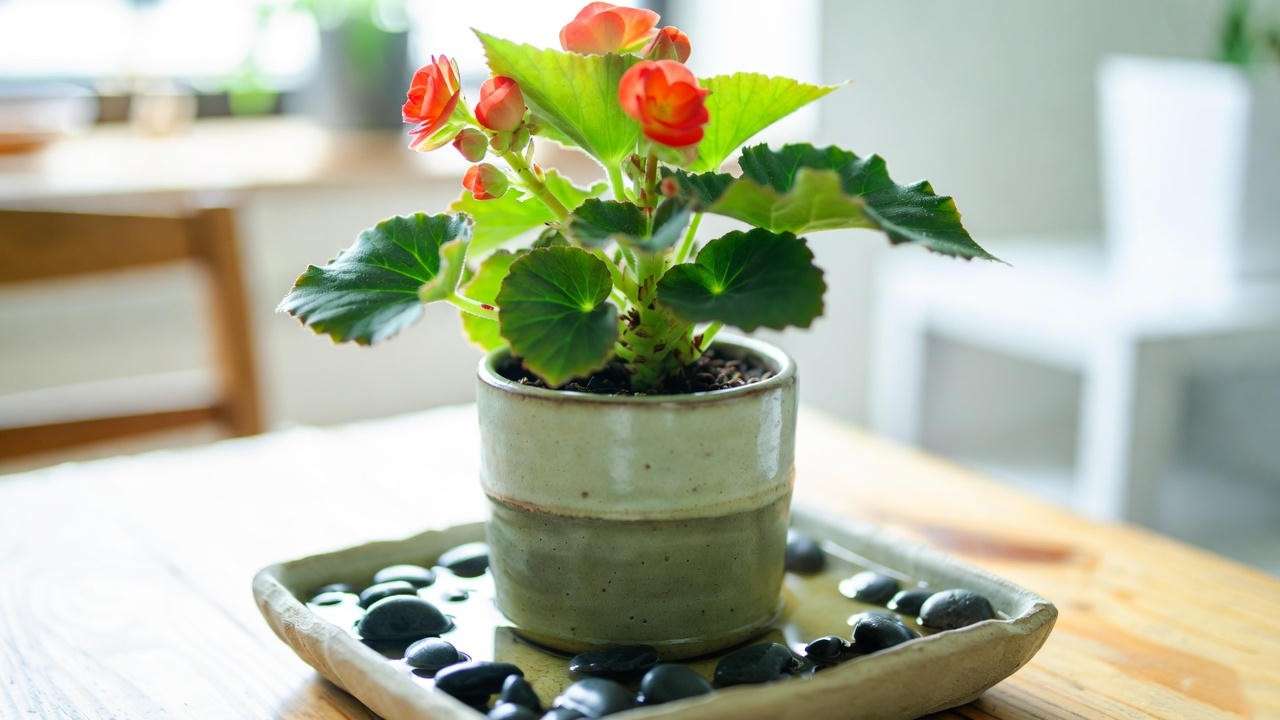 Begonia plant on a pebble tray with water, demonstrating a DIY humidity solution for tropical plant care.