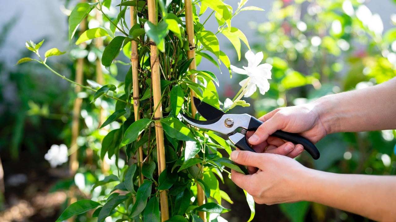 Gardener pruning a Grand Duke Jasmine plant on a trellis, showing healthy stems and blooms for effective plant care.