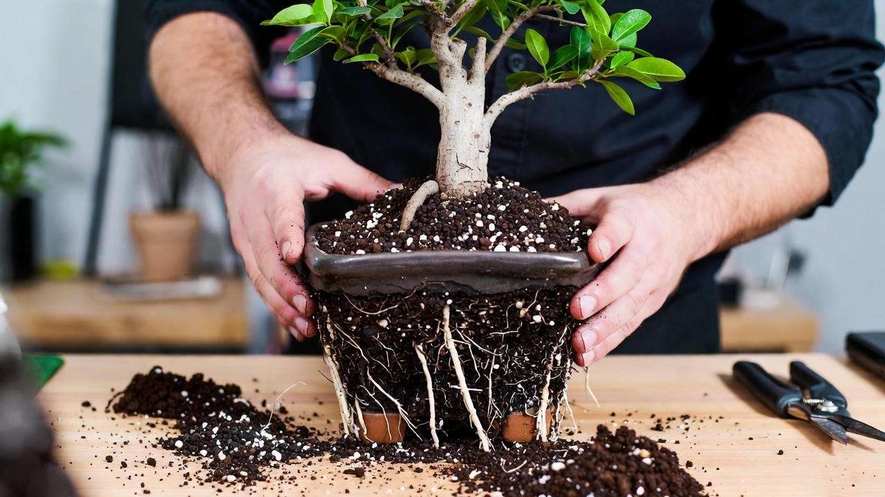 Fig bonsai tree being repotted into a ceramic pot with fresh soil, showing exposed roots and hands on a wooden table.
