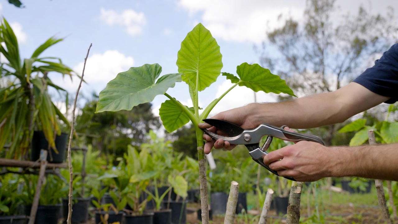 Gardener pruning a young elephant ear tree with shears in a tropical garden. 