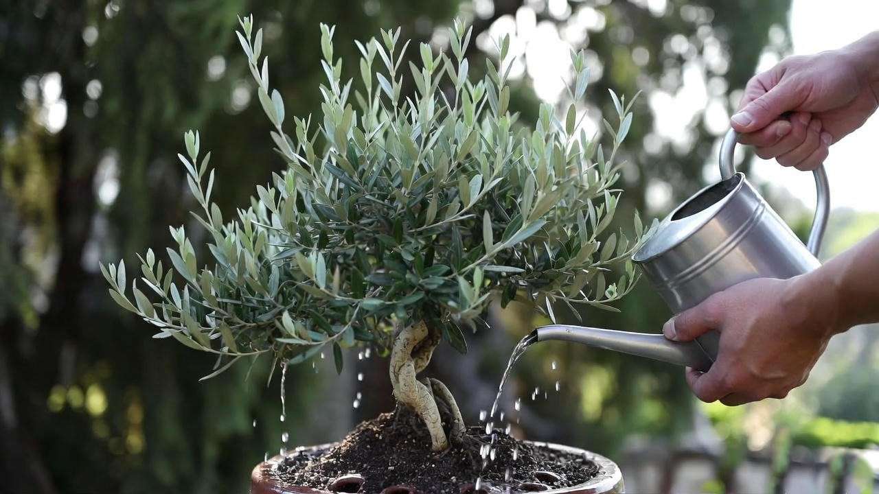 “Person watering a wild olive bonsai with a fine-spout watering can.” 