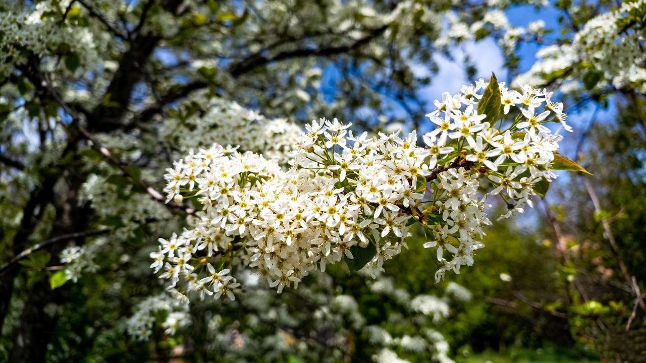 Serviceberry tree in full bloom, a beautiful and non-invasive alternative to the Cleveland Pear tree. 