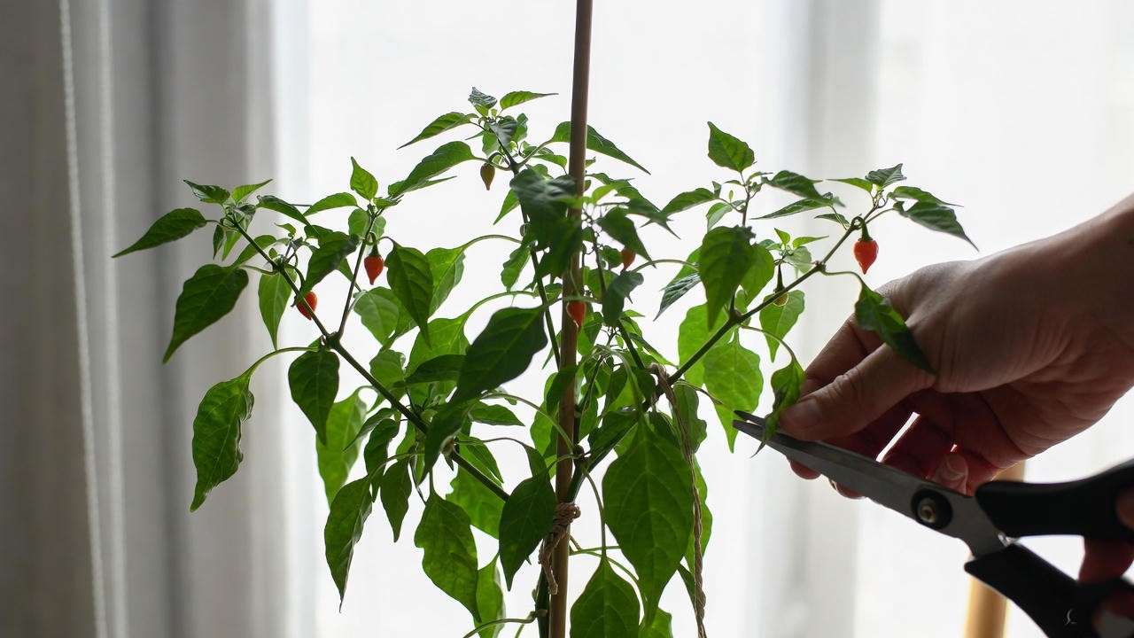 Pruning a compact chilli plant with scissors and staking it with bamboo for indoor growth support.
