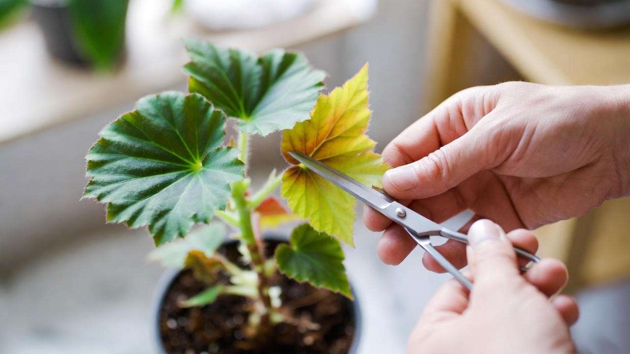Hands pruning yellow leaves from a begonia plant with scissors, promoting healthy new growth.