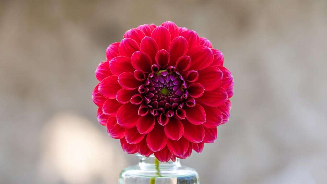 Perfect red dahlia plant bloom in a vase, prepared for a flower show with vibrant petals and a clean stem.
