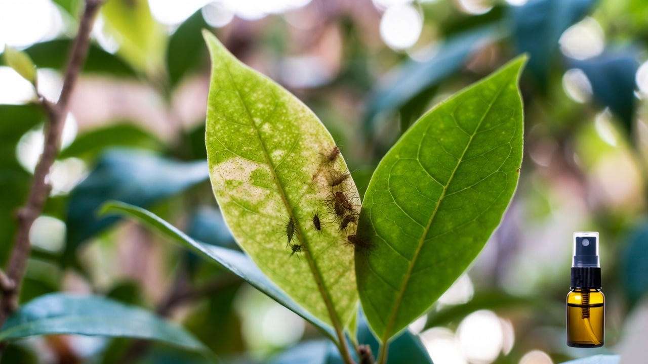 Grand Duke Jasmine plant leaf with spider mite damage beside a healthy leaf and neem oil spray, highlighting pest control.