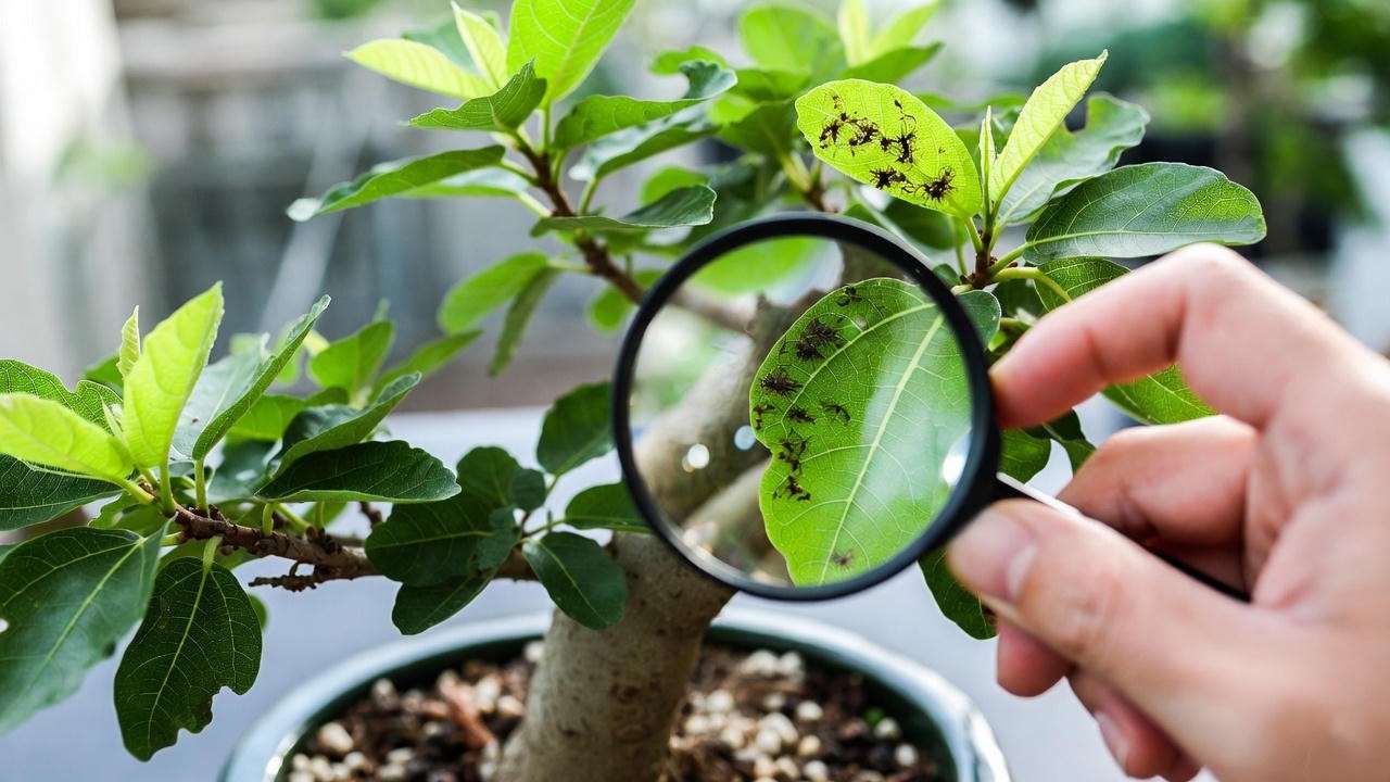 Close-up of a fig bonsai tree being inspected for pests with a magnifying glass, showing spider mites on leaves in a pot.