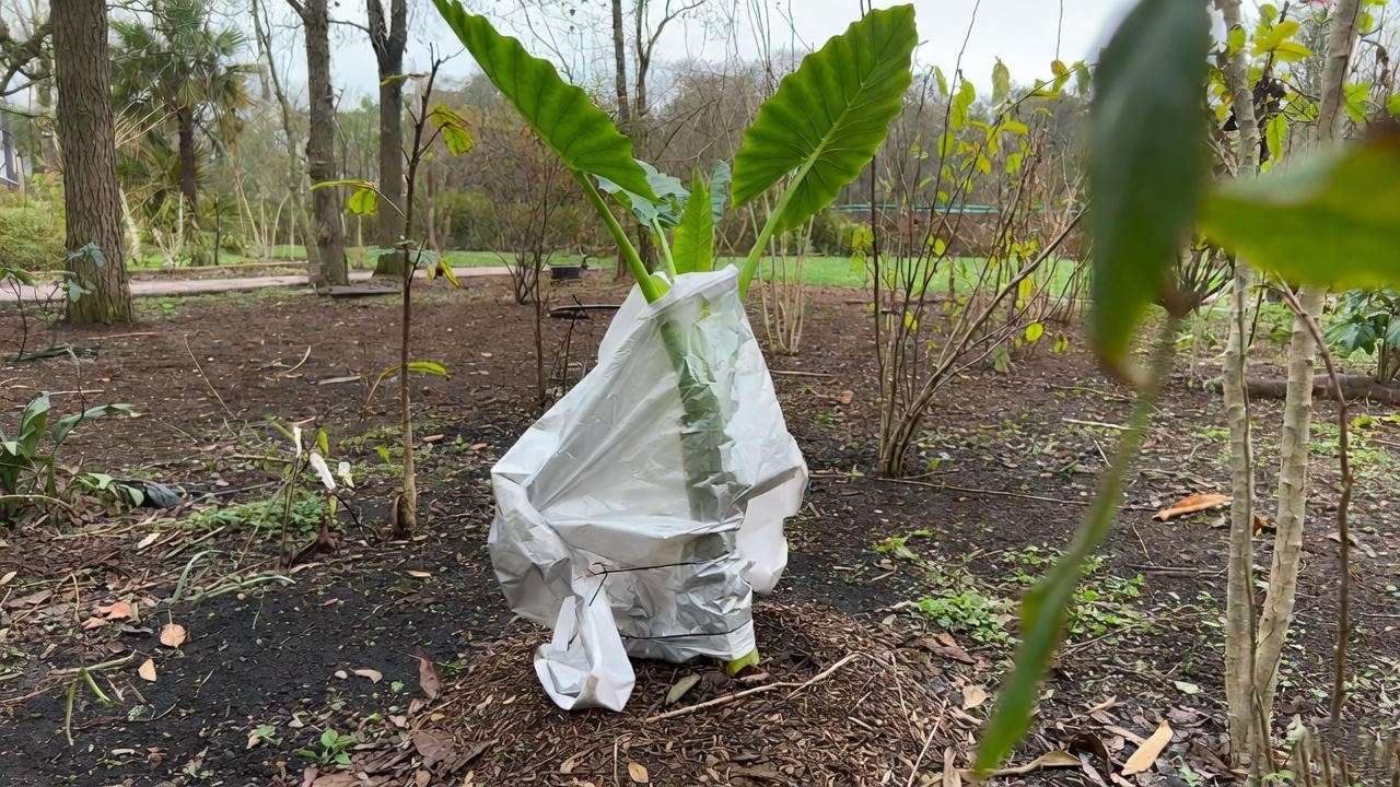 Young elephant ear tree wrapped in frost blanket with mulch for winter protection. 