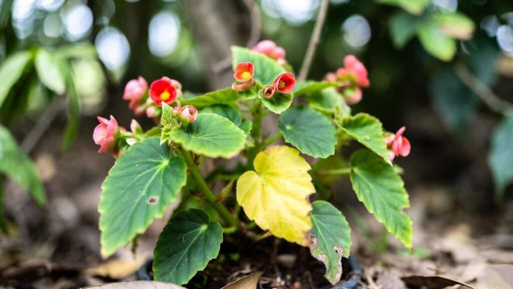 Begonia Plant Yellow
