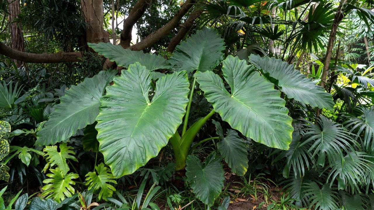 7 Tips for Elephant Ear Tree Care to Thrive
