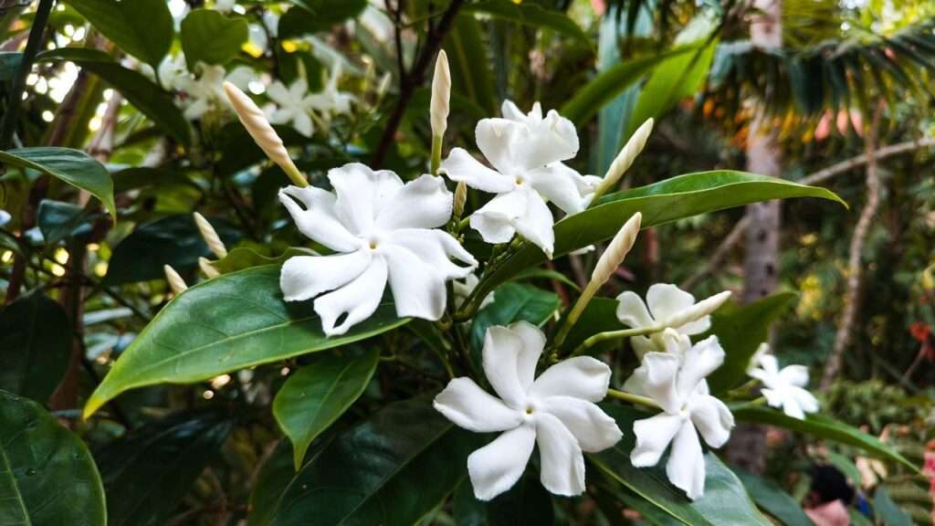 Grand Duke Jasmine plant