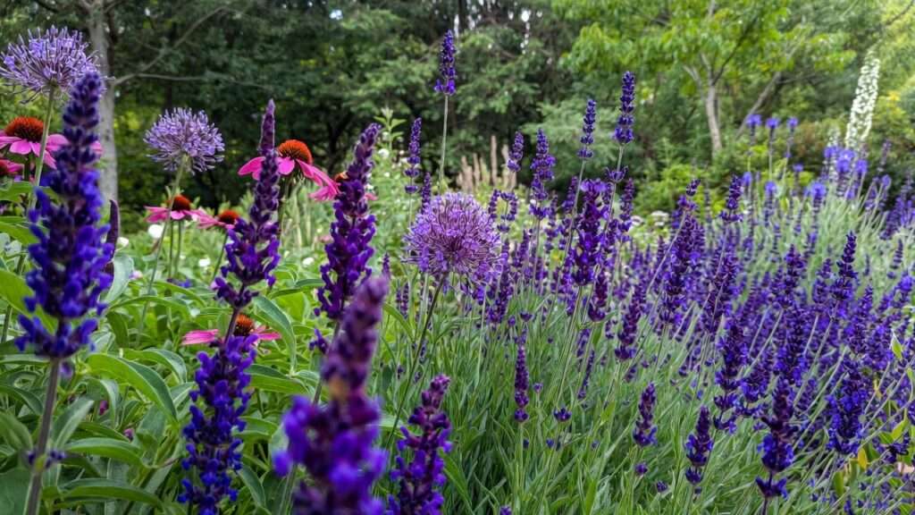 Purple Flowering Plants