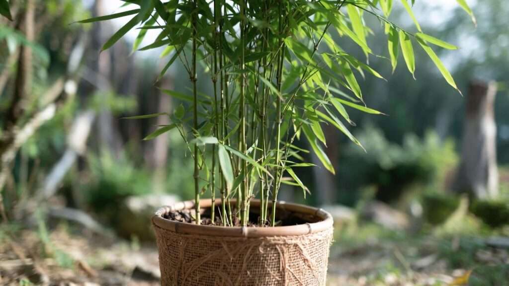 bamboo planter pot