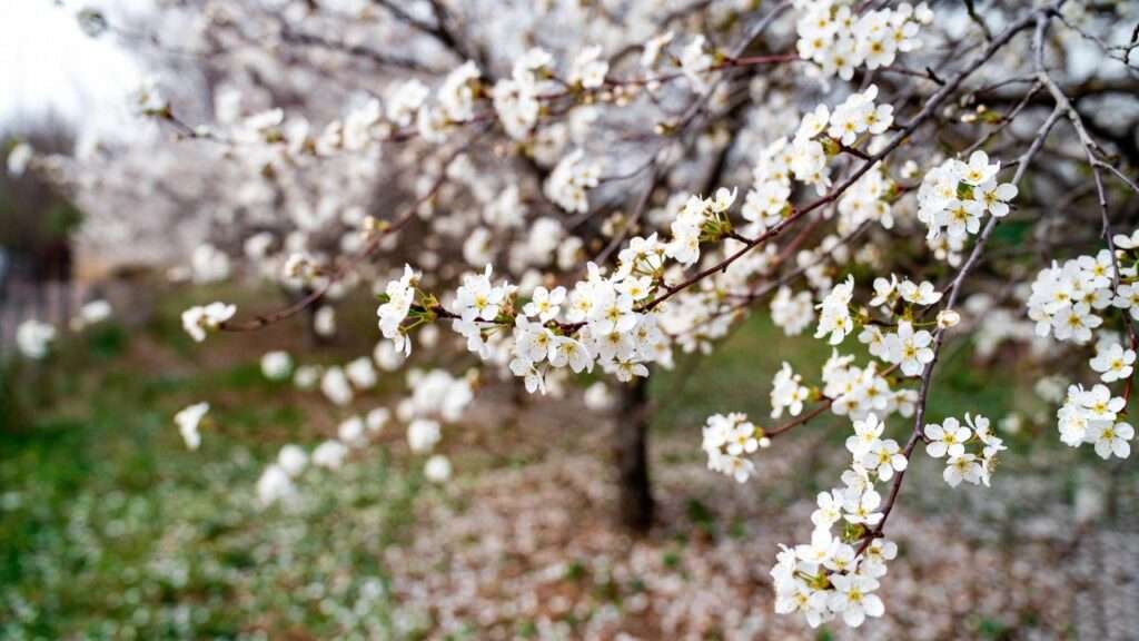 cleveland pear trees