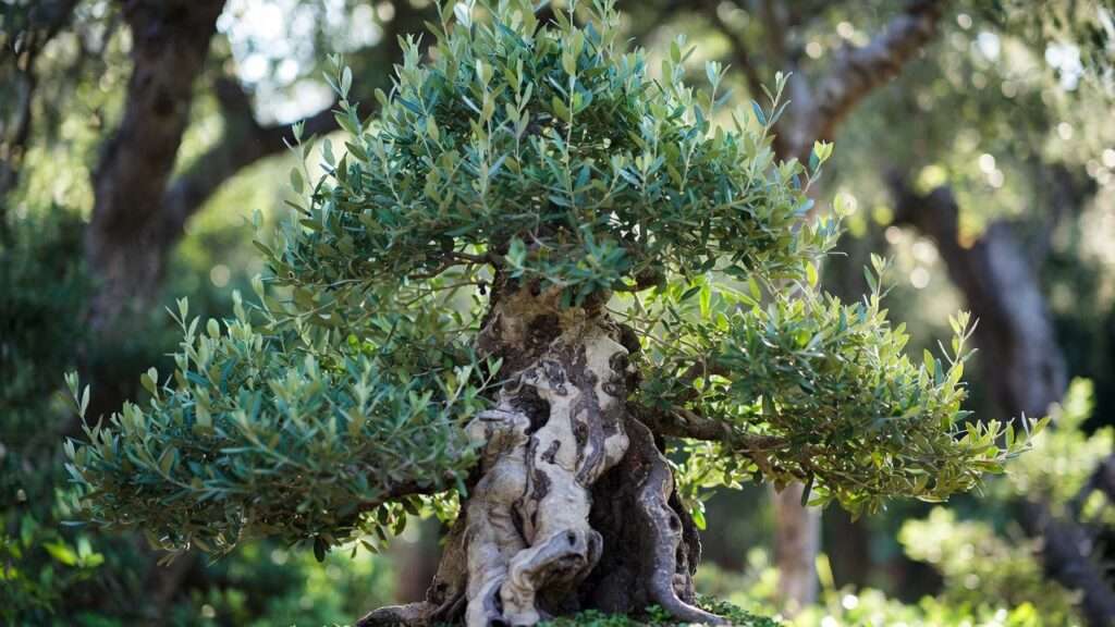 wild olive bonsai tree