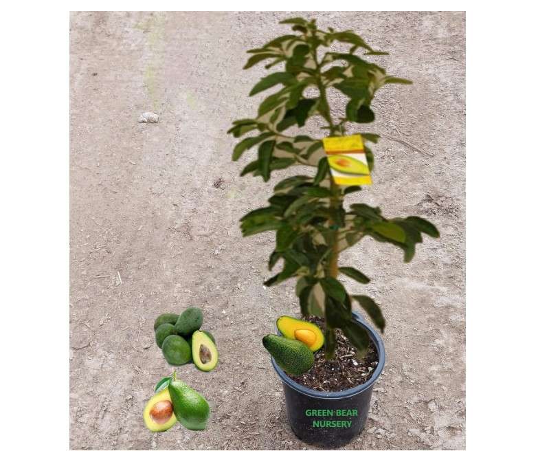 Fuerte Avocado Tree Persea Americana