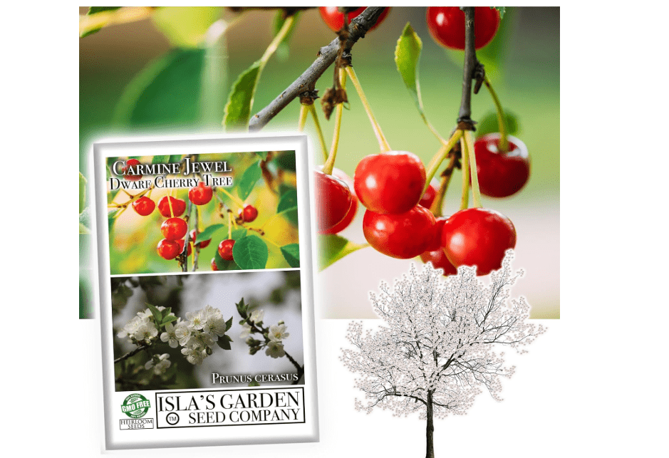 
Carmine Jewel Dwarf Cherry Fruit Tree Seeds, 20 Seeds Per Packet, (Isla's Garden Seeds), Non GMO & Heirloom Seeds, Botanical Name: Prunus avium