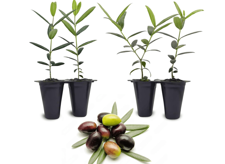 Olive Tree Arbequina (4 Pack) Real Olea Europaea | Easy to Grow Plants | Great Gift for Celebrations | Grow Your own Food on Your Edible Organic Garden