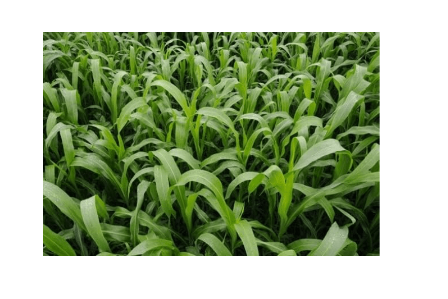Sorghum Sudangrass Sugar Grazer II Seed (5 Lbs