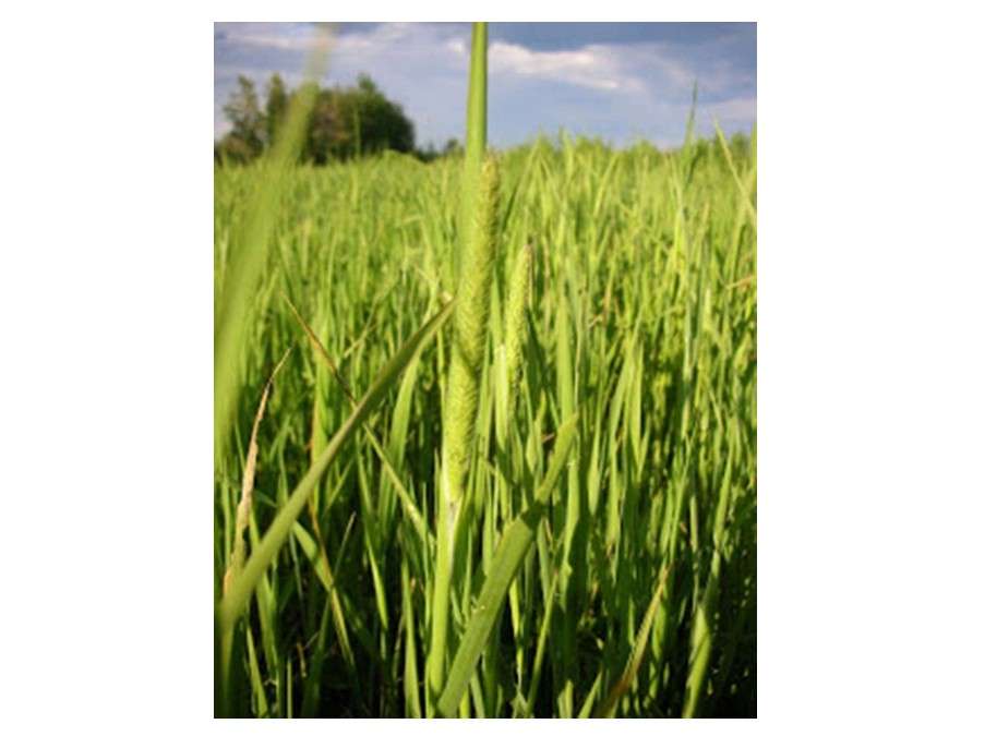 Timothy Grass Seed (Climax) - 1 Pound - Wizard Seed LLC