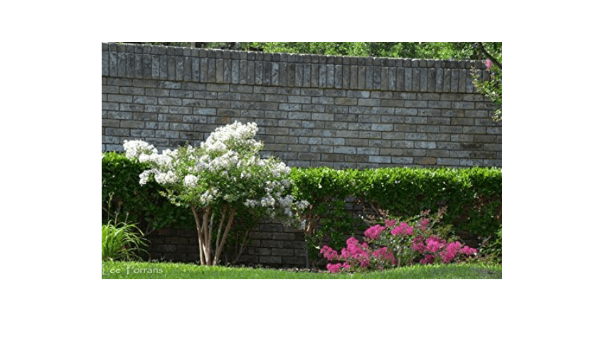 Acoma Crepe Myrtle Trees - White Blooms - Quart Containers - FIBROUS Root System - Grown by Crape Myrtle Guy - Live Plants - 1 Foot Ta