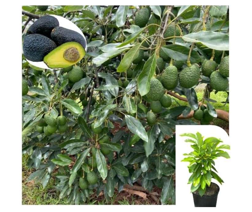 Dwarf Utuado Avocado Tree Live Plant,Dwarf Avocado Plant Tropical Avocados Plants Fruit Tree 1.5-2.5 Feet Tall in 3 Gal Pot, Live Grafted Trees