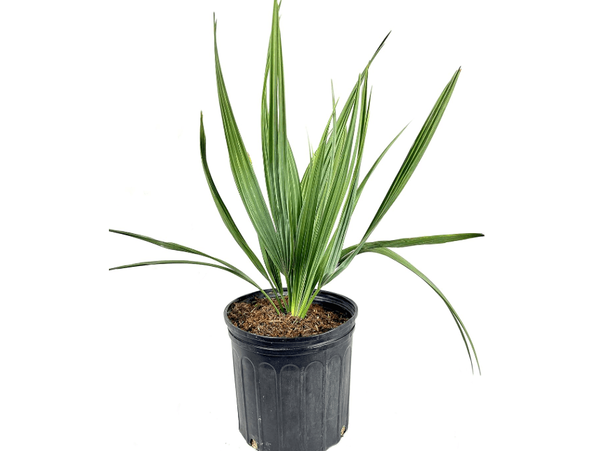  Sabal Minor - Dwarf Blue Stem Palmetto Palm - Live Plant in a 10 Inch Growers Pot - Native Ornamental Palms from Florida