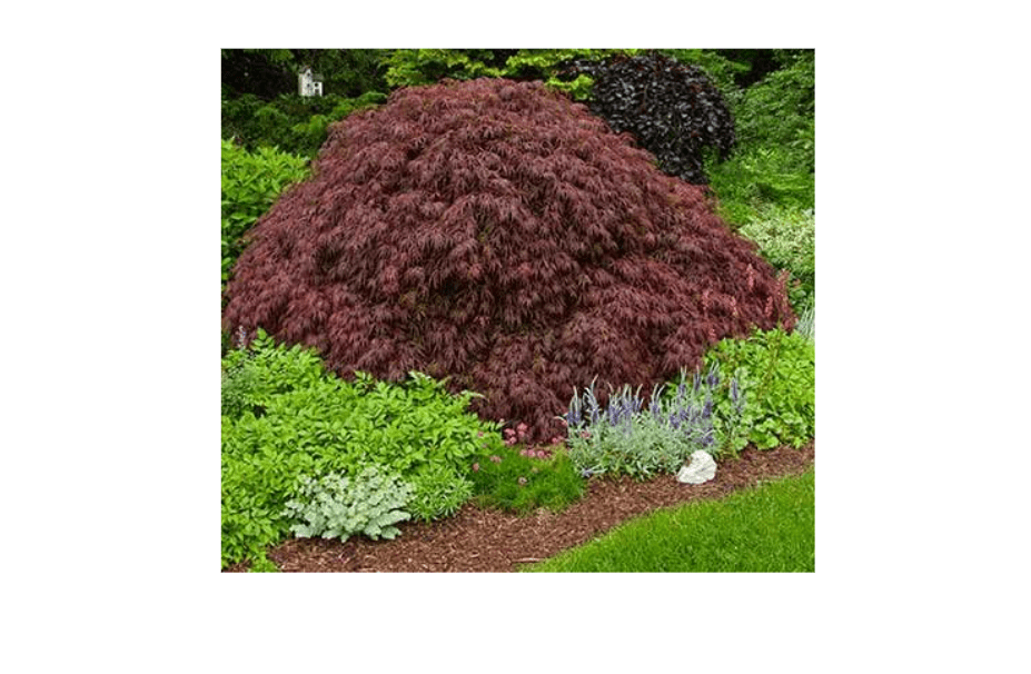 
Crimson Queen Weeping LACE Leaf Japanese Maple - Acer palmatum dissectum 'Crimson Queen' 2 - Year Plant